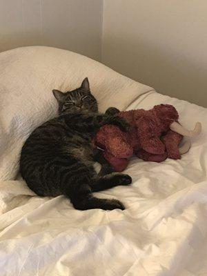 A happy kitty in a comfy bed.