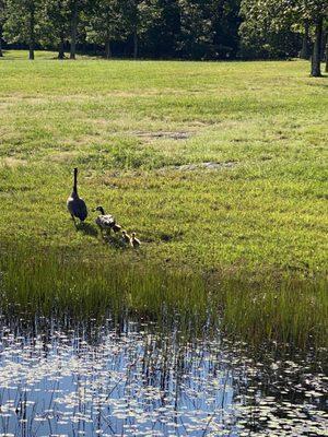 Family of geese