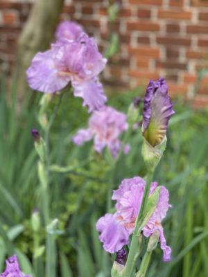 Bearded irises