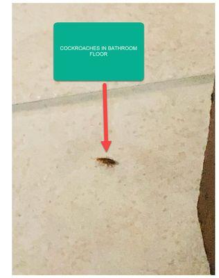 COCKROACHES IN THE BATHROOM FLOOR