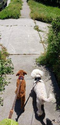 Dogs on walk with Manish are happy dogs.