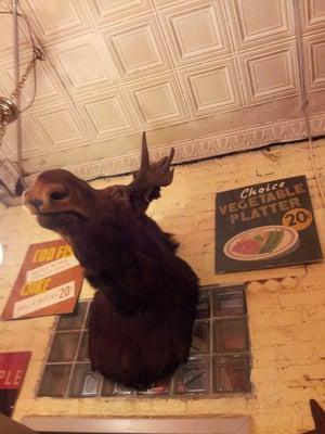 Anastacia's Antiques.  Mounted moose.