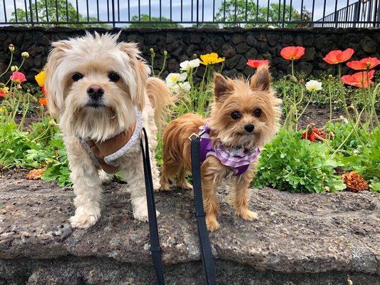 Arthur and Bella on a walk with Amanda.