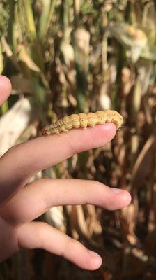 Caterpillar