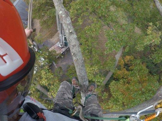 Large Oak Removal with Crane