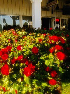 As with most San Diego businesses, KNB has a beautiful garden out front. Flowers are everywhere in this city!