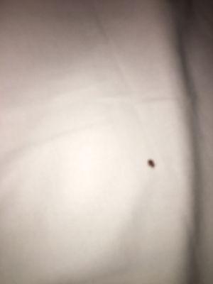 Bed bugs in every room for weeks and nobody has done anything about it