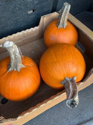 TY for Beautiful baking Pumpkins $1 each !!!