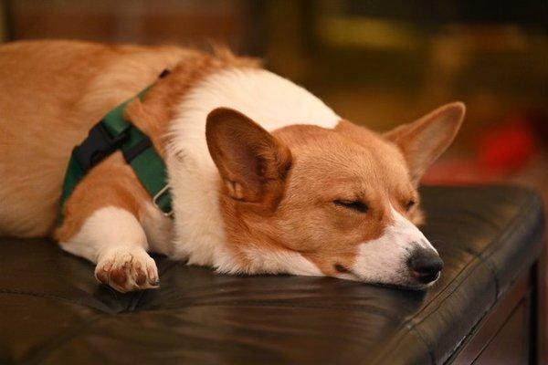 Sleepy corgi.