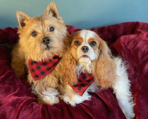 Dig and Oona got their bandanas from the Scottish Dog!