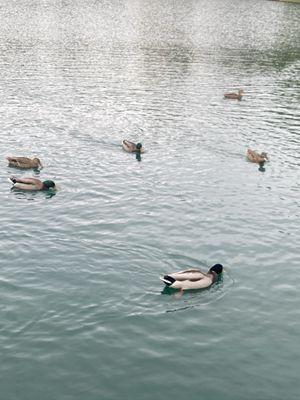 More ducks-Mallards for sure and more!