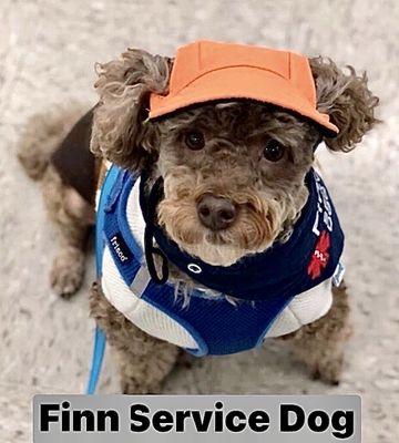 Finn my Service dog visiting Local Businesses for Mental Health Relief after Covid