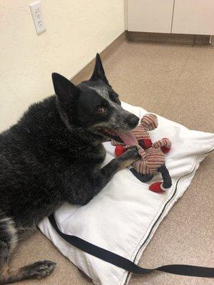 Tildee enjoyed the comfy pillow and stuffed animal to relax while we got her checked up.