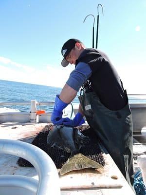 Deckhand Tyler filleting a halibut