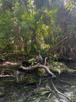 The wildlife on the ecotour was outstanding.