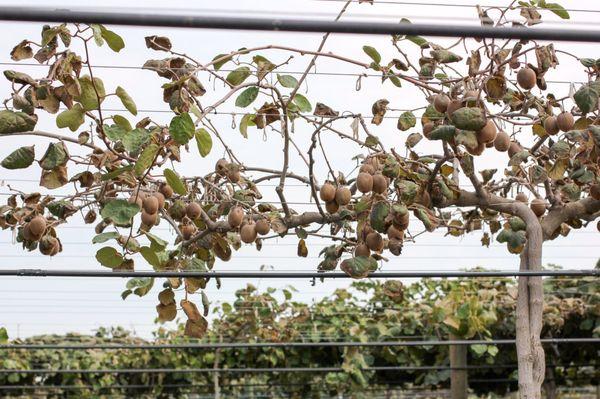 Kiwi orchards abound in Gridley.