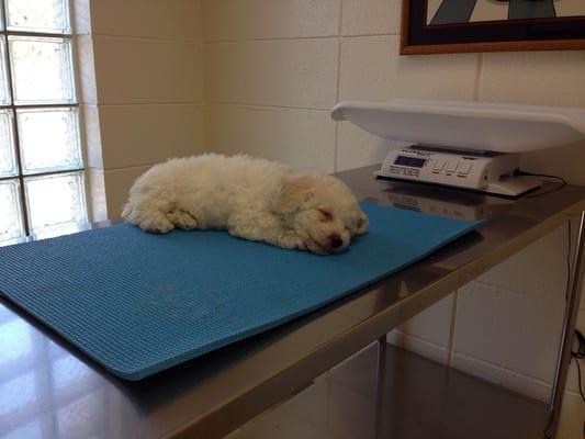 They are so clean and welcoming. Stella was so comfy on her first visit that she took a nap while waiting.