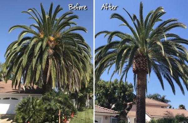 Stylish Date palm after a Tree Barber pruning!