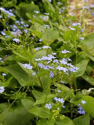 Forget-Me-Not.