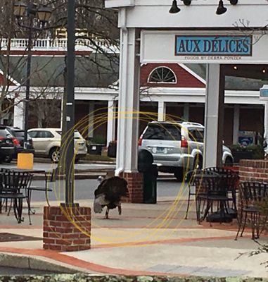 Wild turkeys in parking lot as I plugged into electric vehicle charger