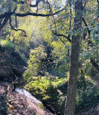 so lush near the creek