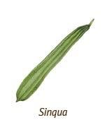 Singua