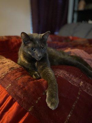 My cat loves that the quilt has been cleaned!