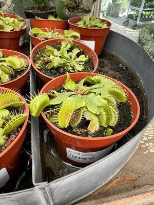 Venus fly traps