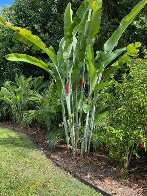 Heleconia and Native Hawaiian Hibiscus installation framed with Landscape Edging