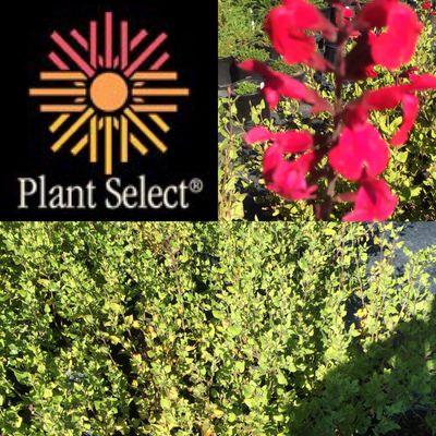 Top Value perennials from Plant Select.