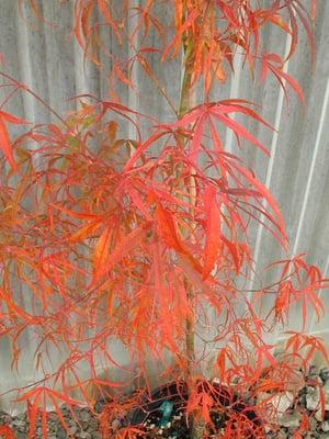 Acer p. Koto no ito.  Here is fall & you can see the linearlobum leaf.  Call for larger than size 2 pricing.