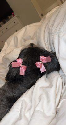 Pretty pink bows