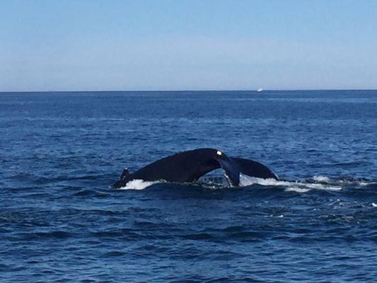 Humpback whale diving during our whale watching cruise!!!