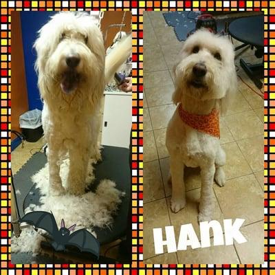 Hank before and after