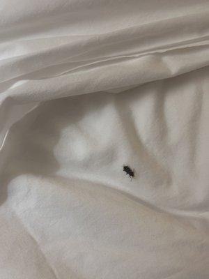 Bed bugs