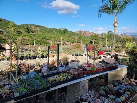 Limited succulent collection the day we visited.