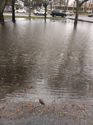 Today flooding in the parking lot so duck get to swim. Yay!!