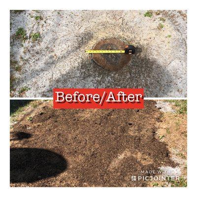 Cabbage palm. Top soiled and grass seeded. Total cost $100