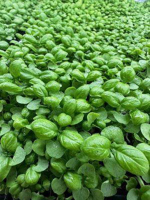 Micro Basil