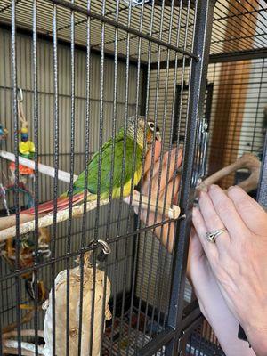 Green cheek conure, bought at Cascade Petsmart