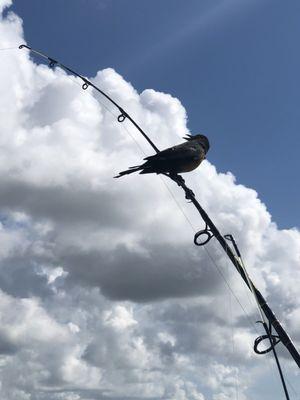 A tired bird took refuge on one of my fishing poles.  www.exclusivefishingcharters.com