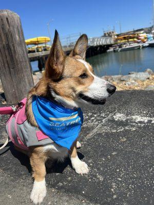 Free dog bandana