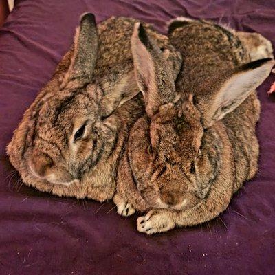 Luke and Leia, Flemish Giant Lover Bunnies.