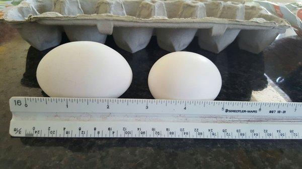 Green's "Super" egg on left compared to local grocery "Jumbo" eggs size.