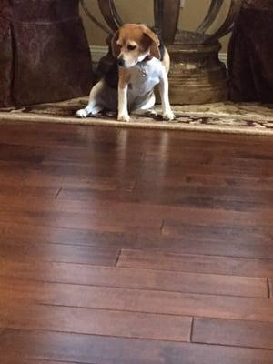 Even my dog loves these floors!