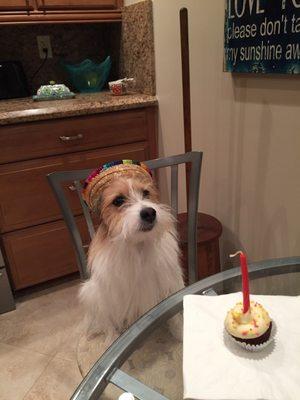 Bandit's birthday