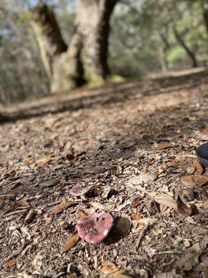 Historic Blakeley State Park