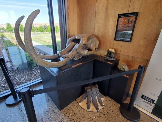 Mastodon skull