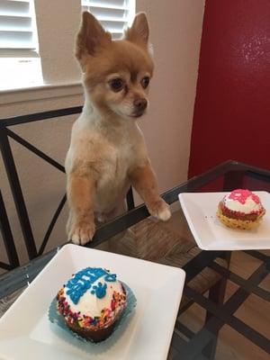 Enzo wants ALL THE CUPCAKES