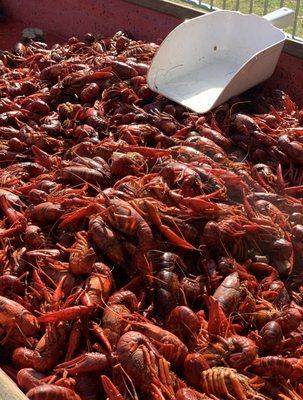 Crawfish